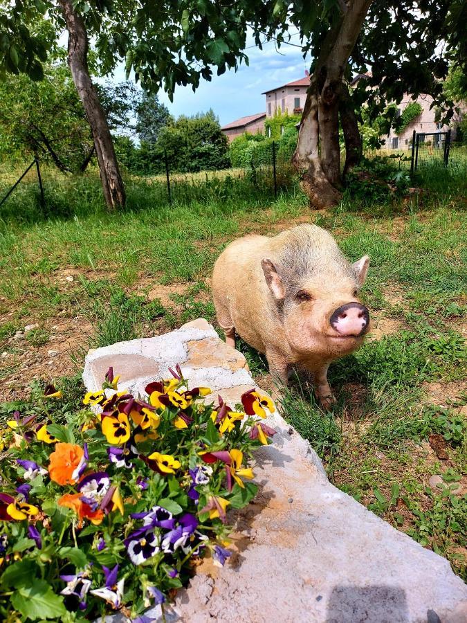 Agriturismo Azienda Agricola Ferrari M.Rita Pozza Kültér fotó
